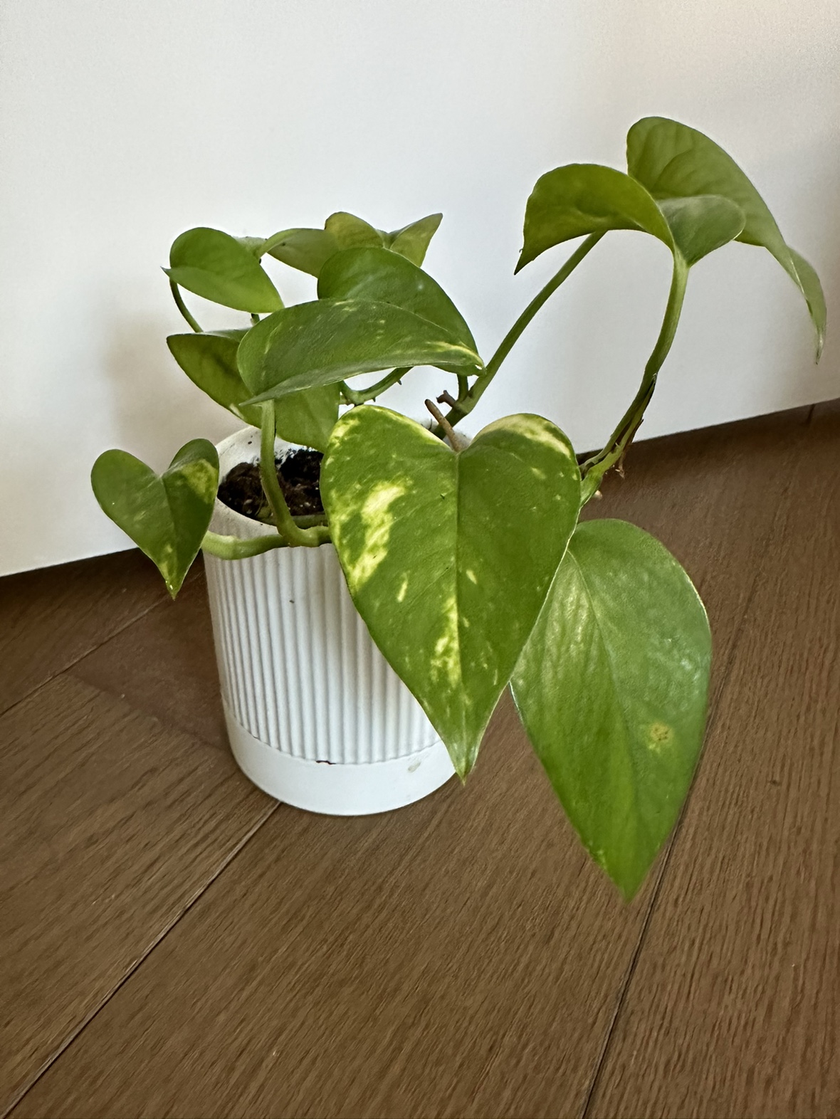 Golden Pothos plant in 4 inch ceramic pot