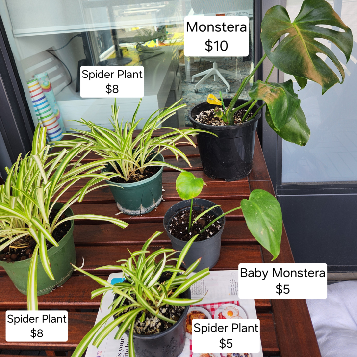 Spider Plant and Monstera for Sale! thumbnail