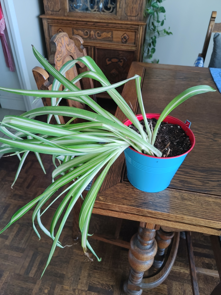 Spider Plant thumbnail