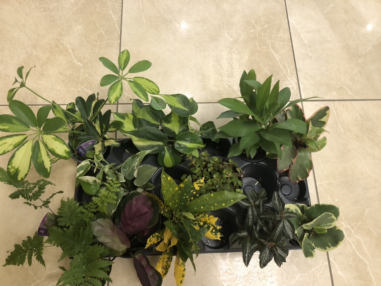 3 plants for $10 thumbnail