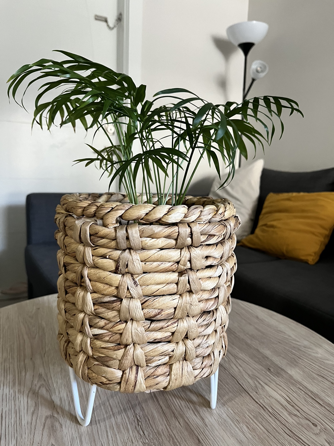 Indoor Palm Plant and Pot - photo 2