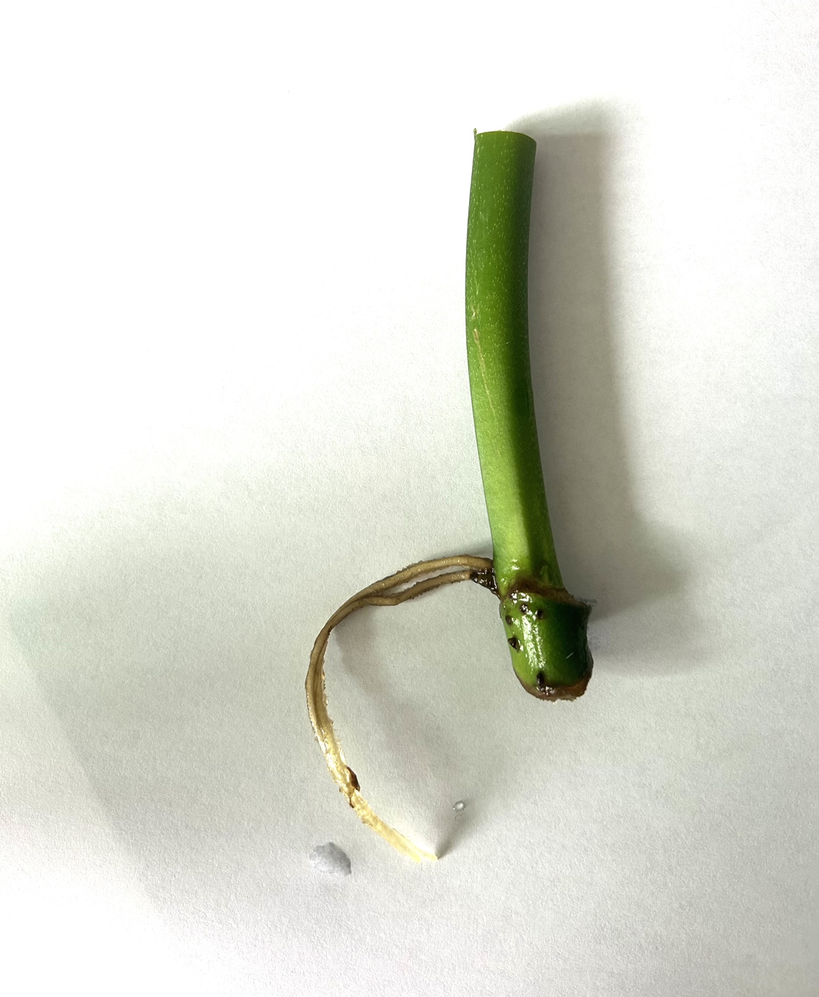 Rare Monstera Esqueleto Rooted Stick thumbnail