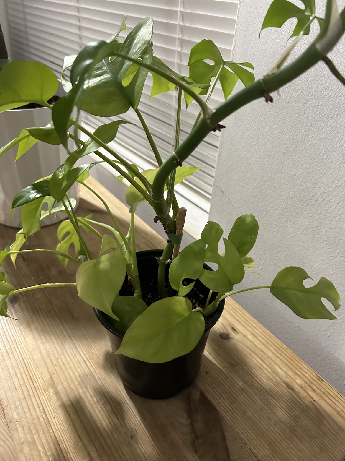 Rhaphidophora Tetrasperma (mini monstera) - photo 2