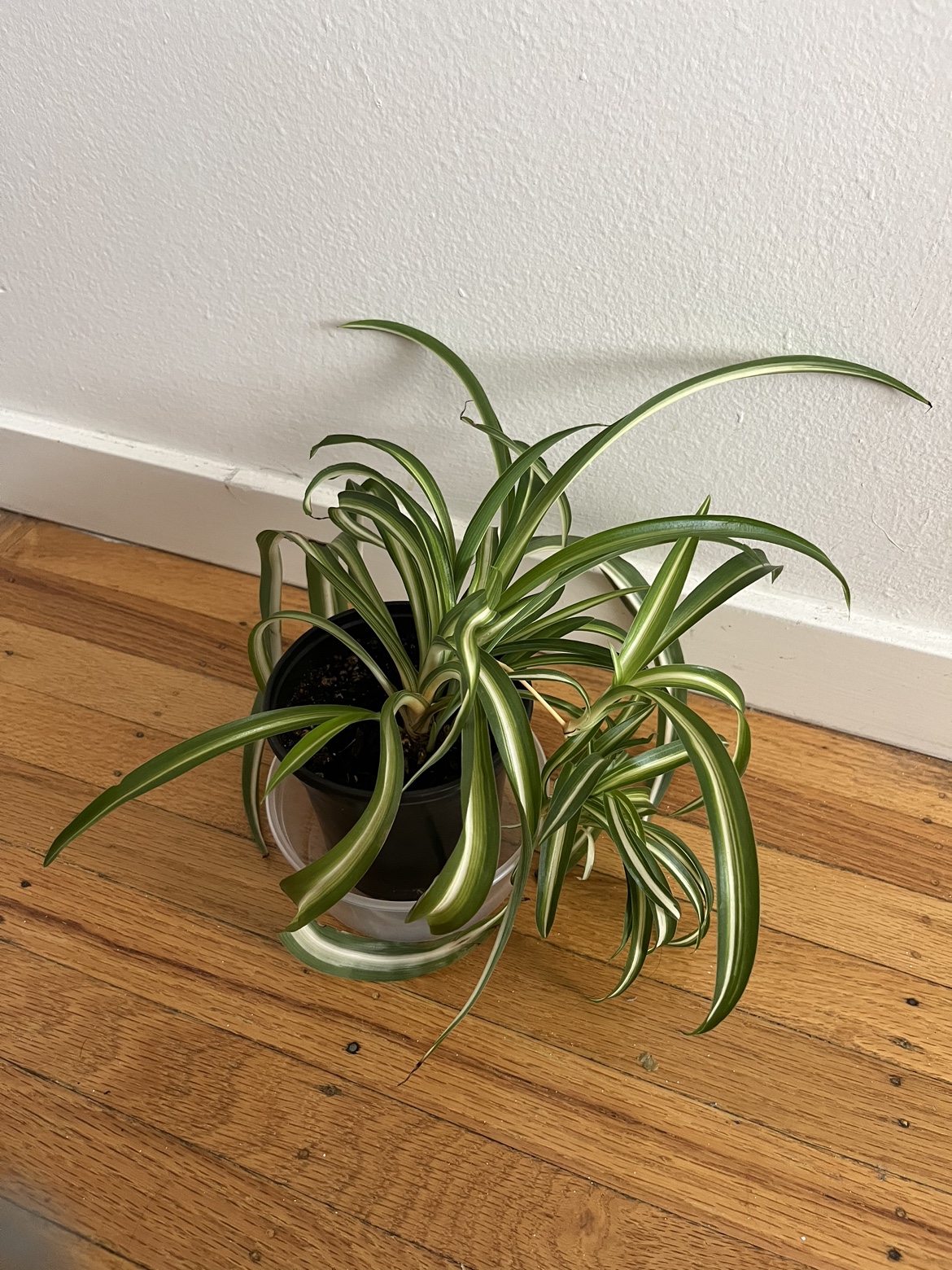 Spiral 🌀 spider plant B ⚽️ thumbnail