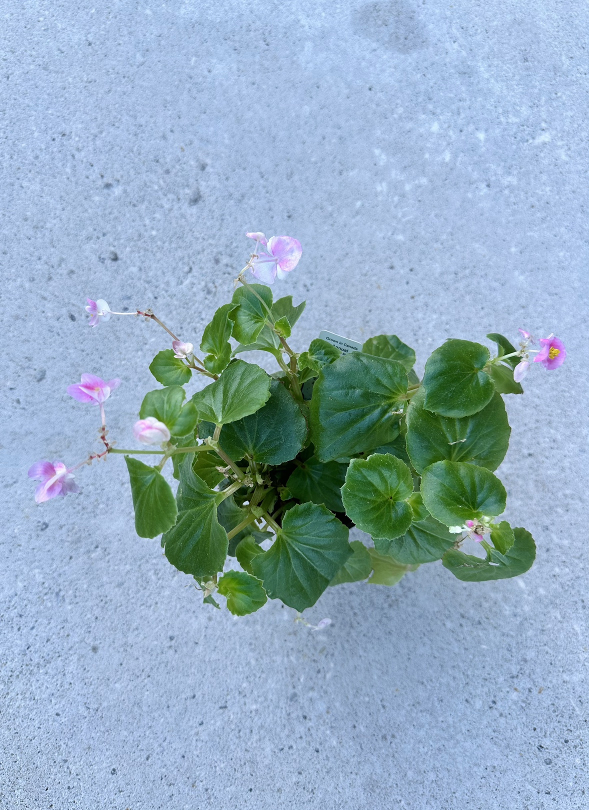 Begonia plant image indicator(2)