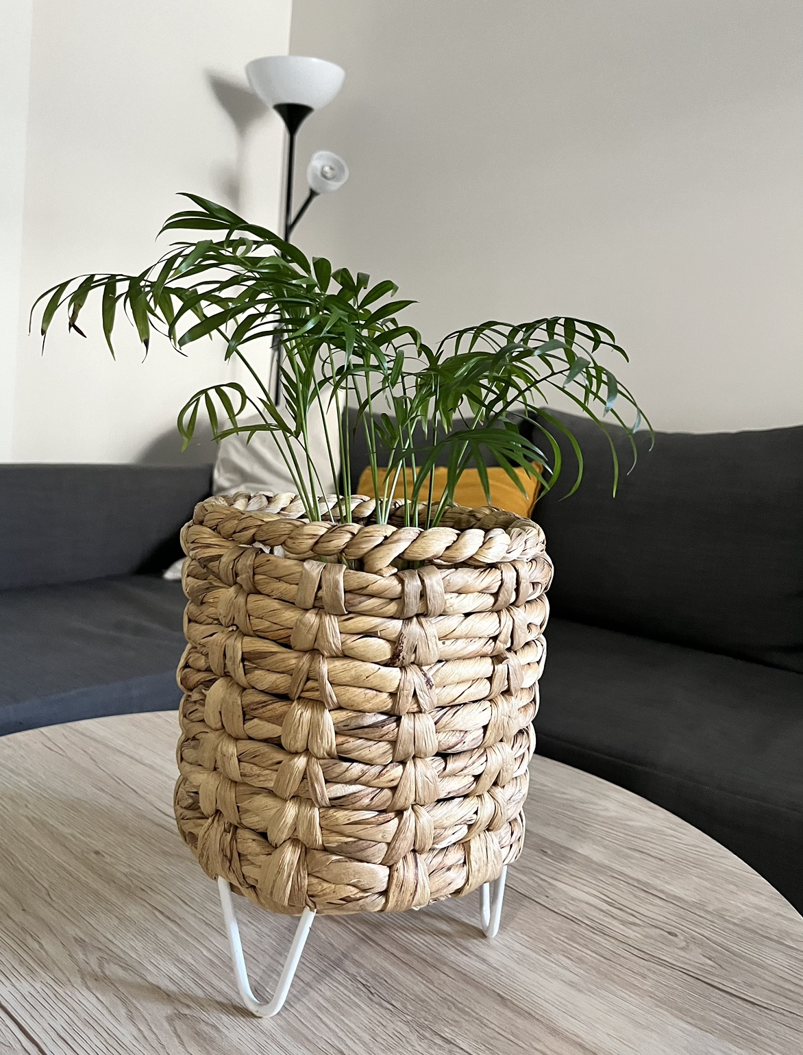 Indoor Palm Plant and Pot - photo 3