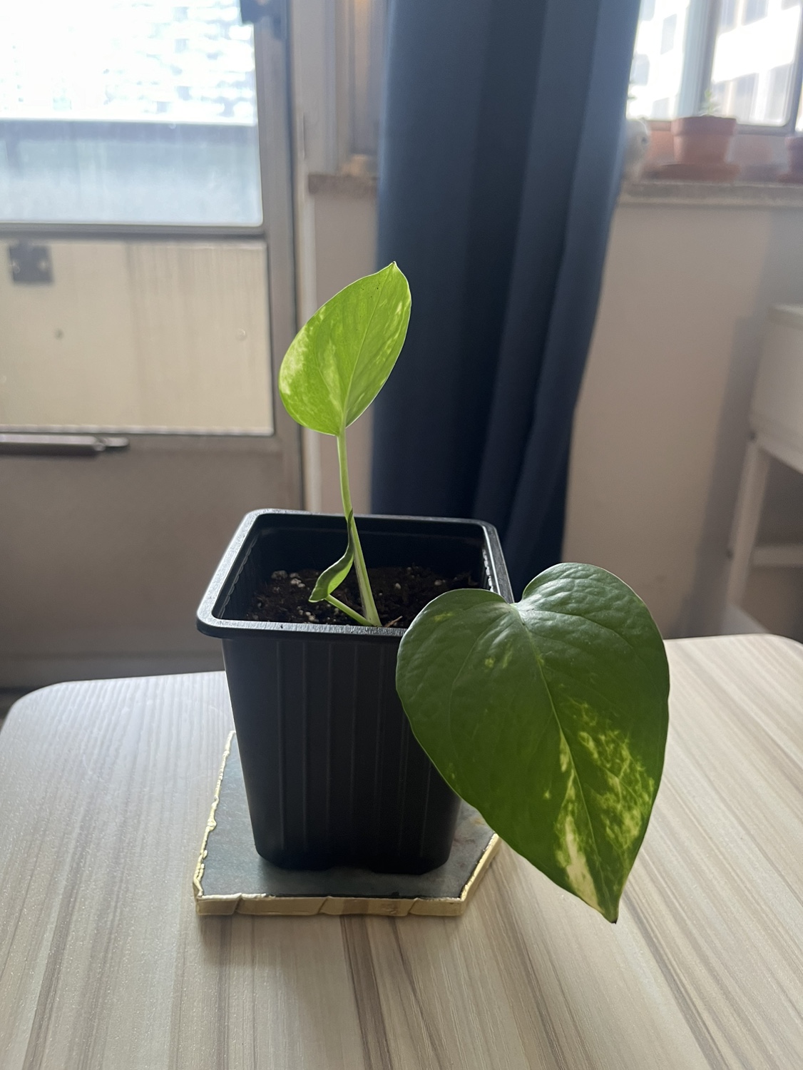 2 pothos available - photo 2