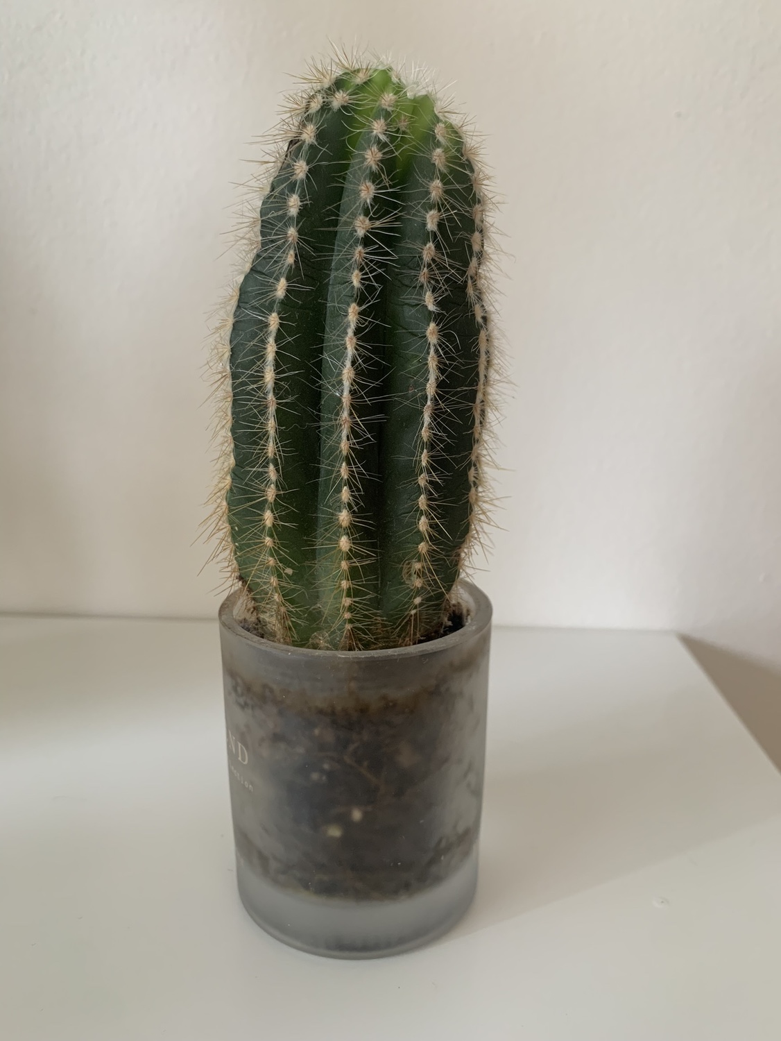 Two Cacti Plants 🌵 thumbnail
