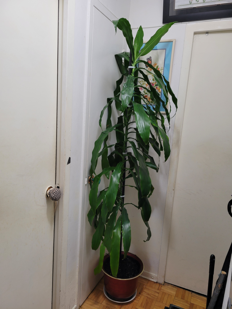 Large Dracaena Plant