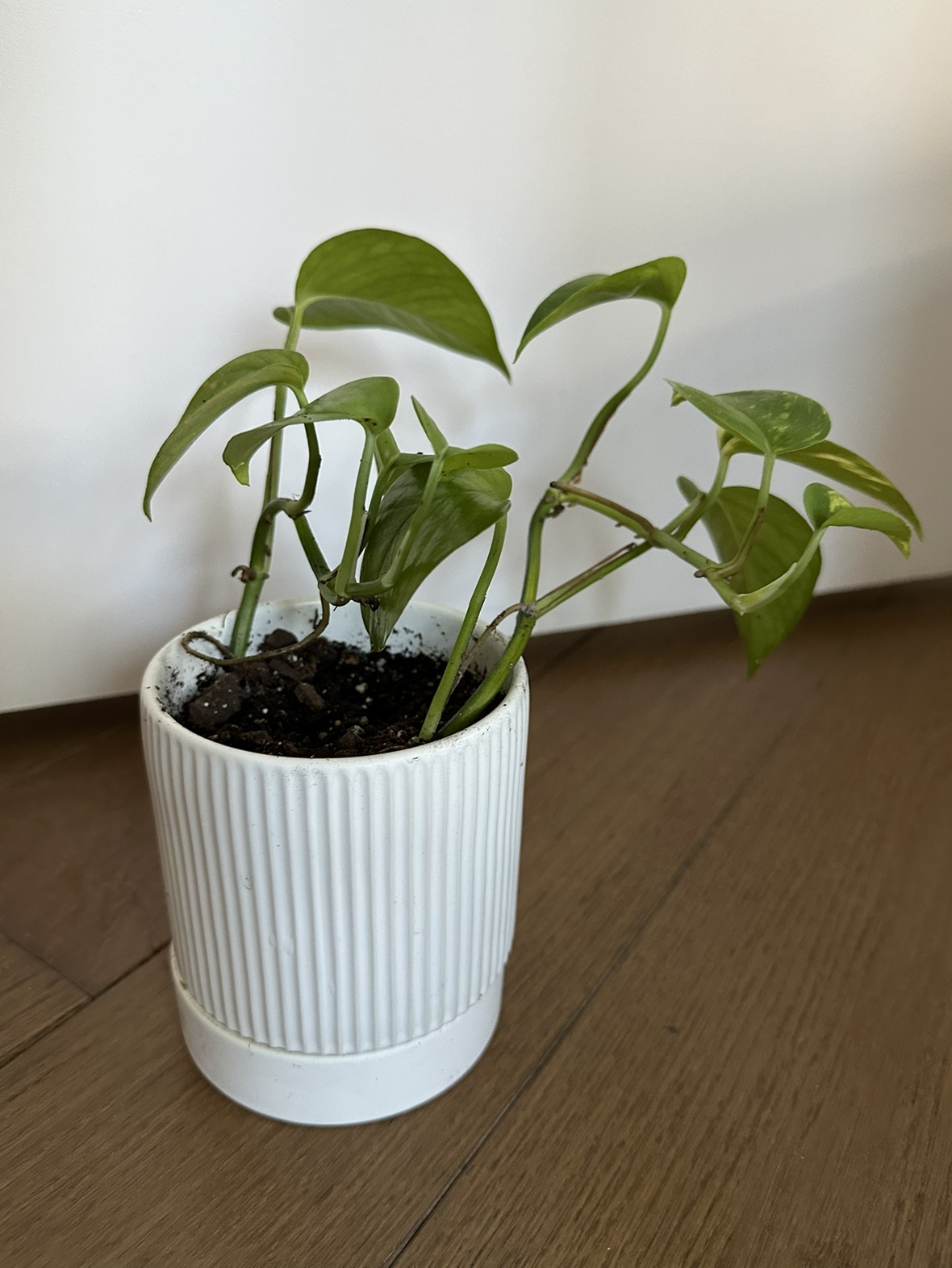 Golden Pothos plant in 4 inch ceramic pot - photo 2