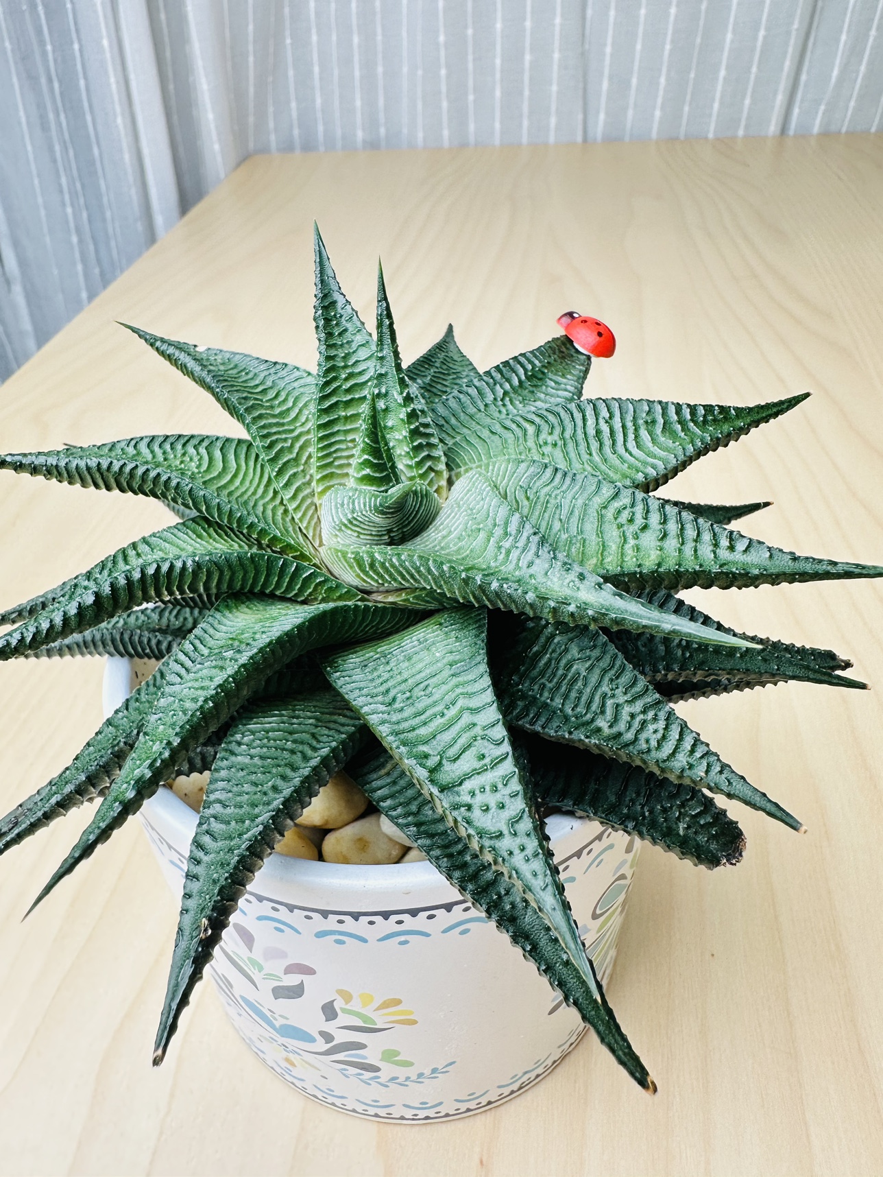 Succulent Plant image indicator(3)