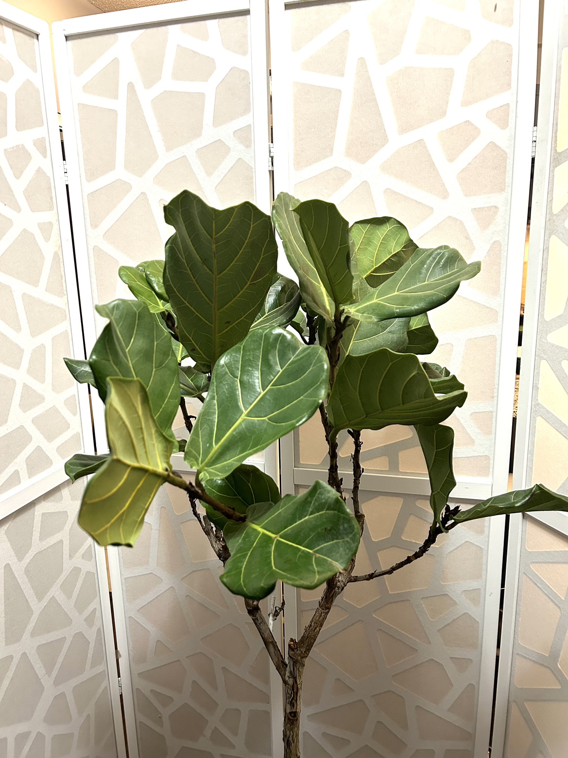 Fiddle Leaf Fig (nearly 5ft tall) - photo 3