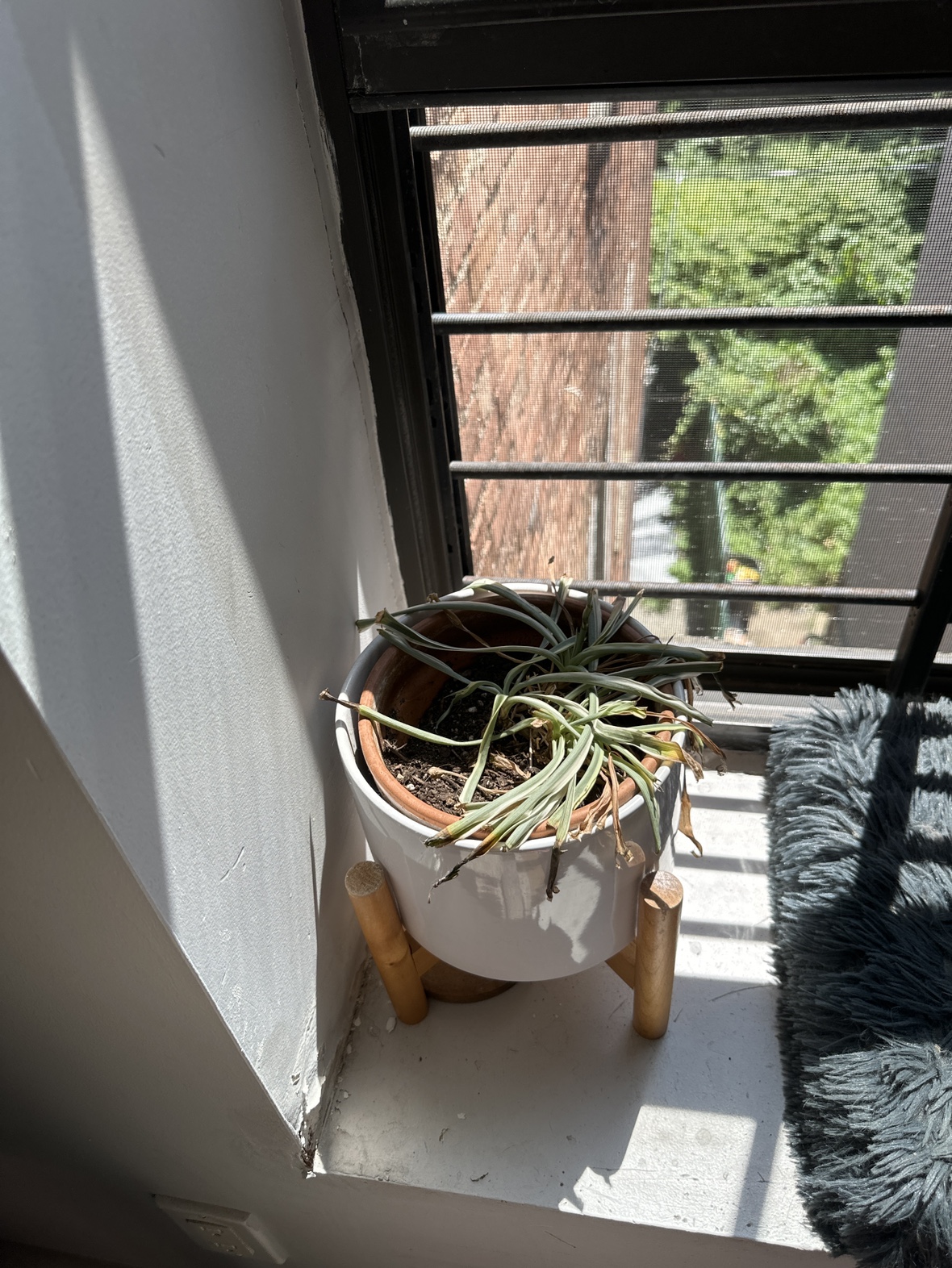 houseplants - photo 3