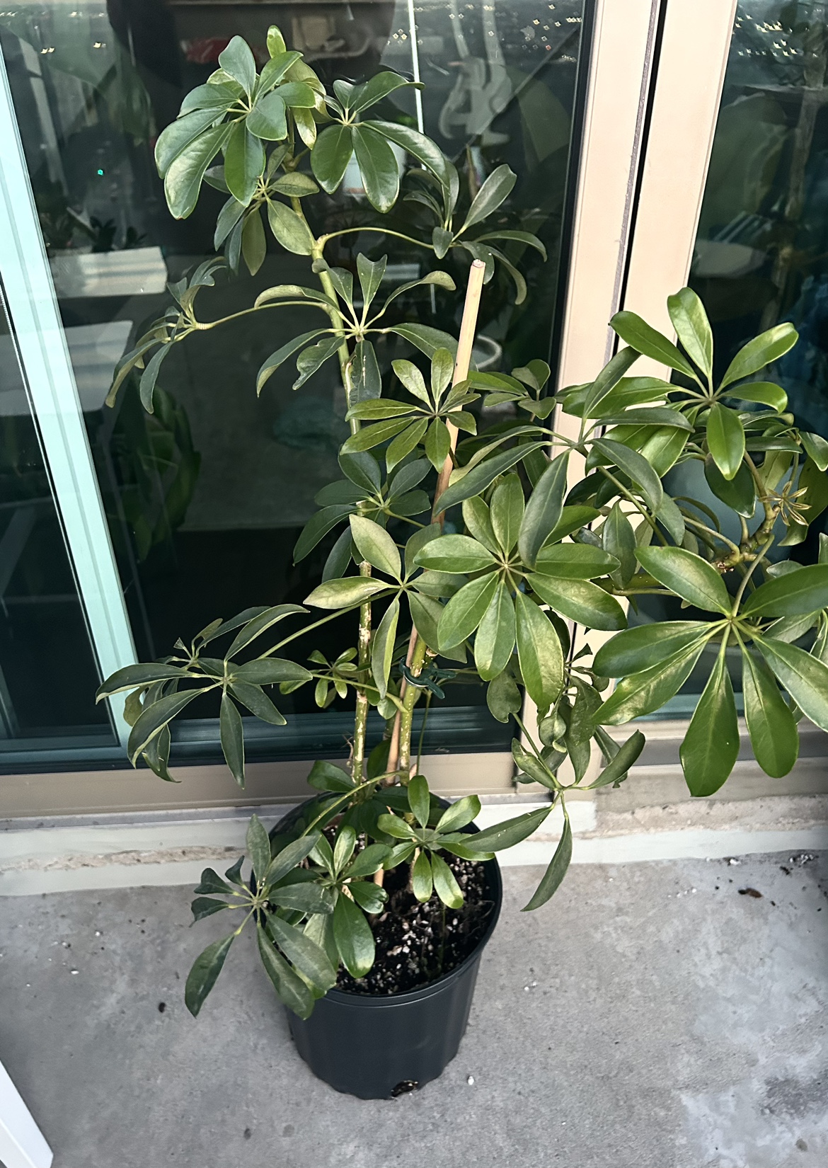 Umbrella Plant 3 ft tall thumbnail