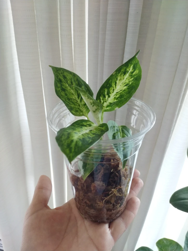 Baby Dieffenbachia (aka Dumb Cane) thumbnail