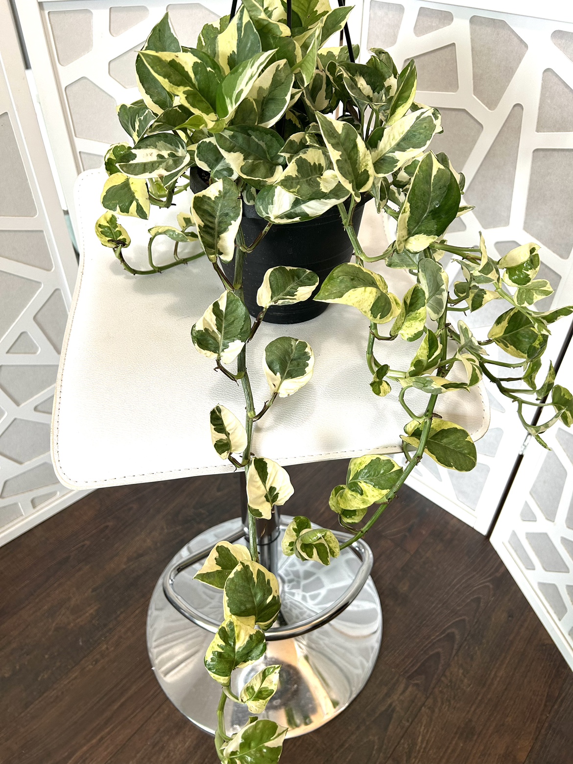 Long Njoy Pothos thumbnail