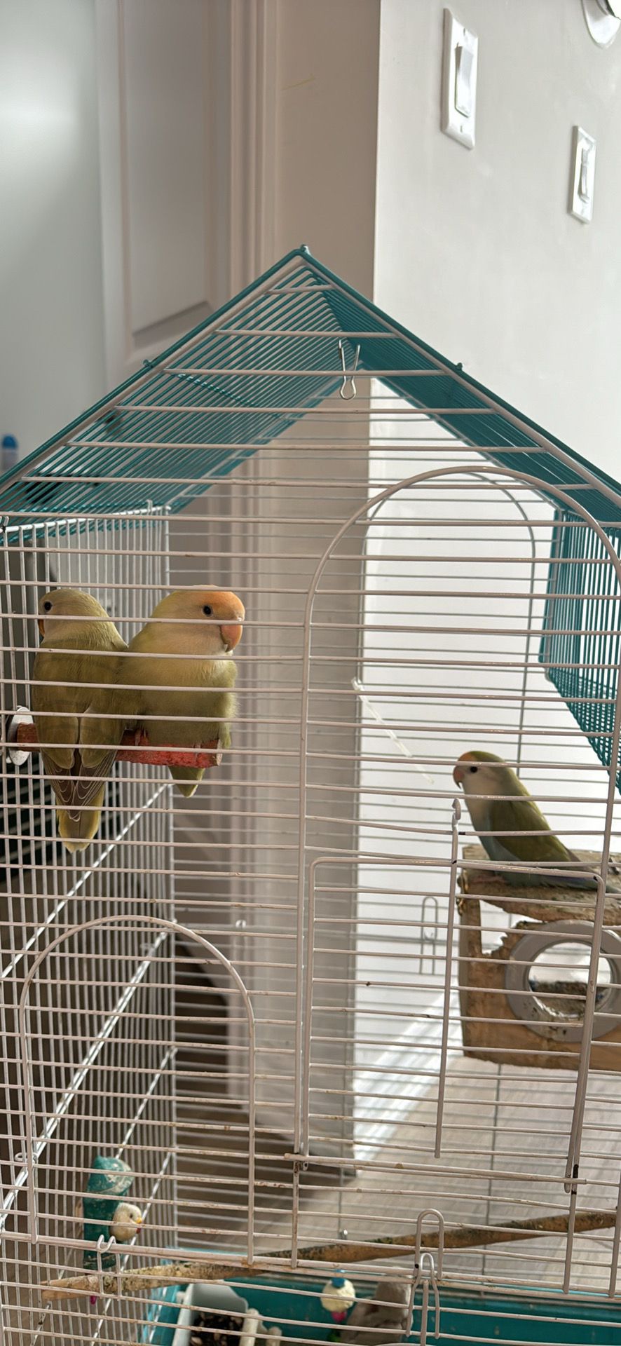 Birds for sale - photo 2