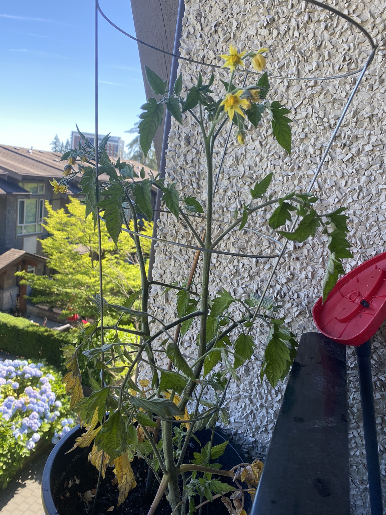 Plants for sale