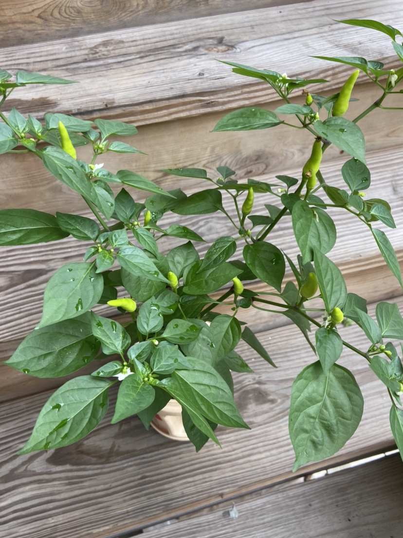 Pepper Plant. Indian firecracker - photo 3