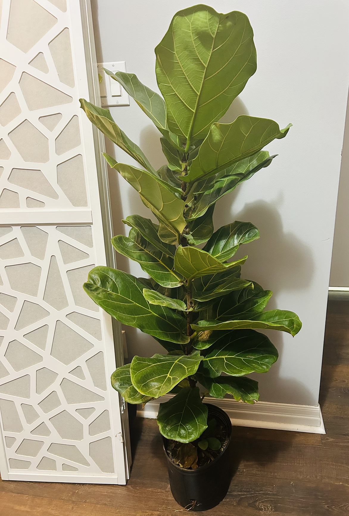 Fiddle Leaf Fig, nearly 5 ft tall thumbnail
