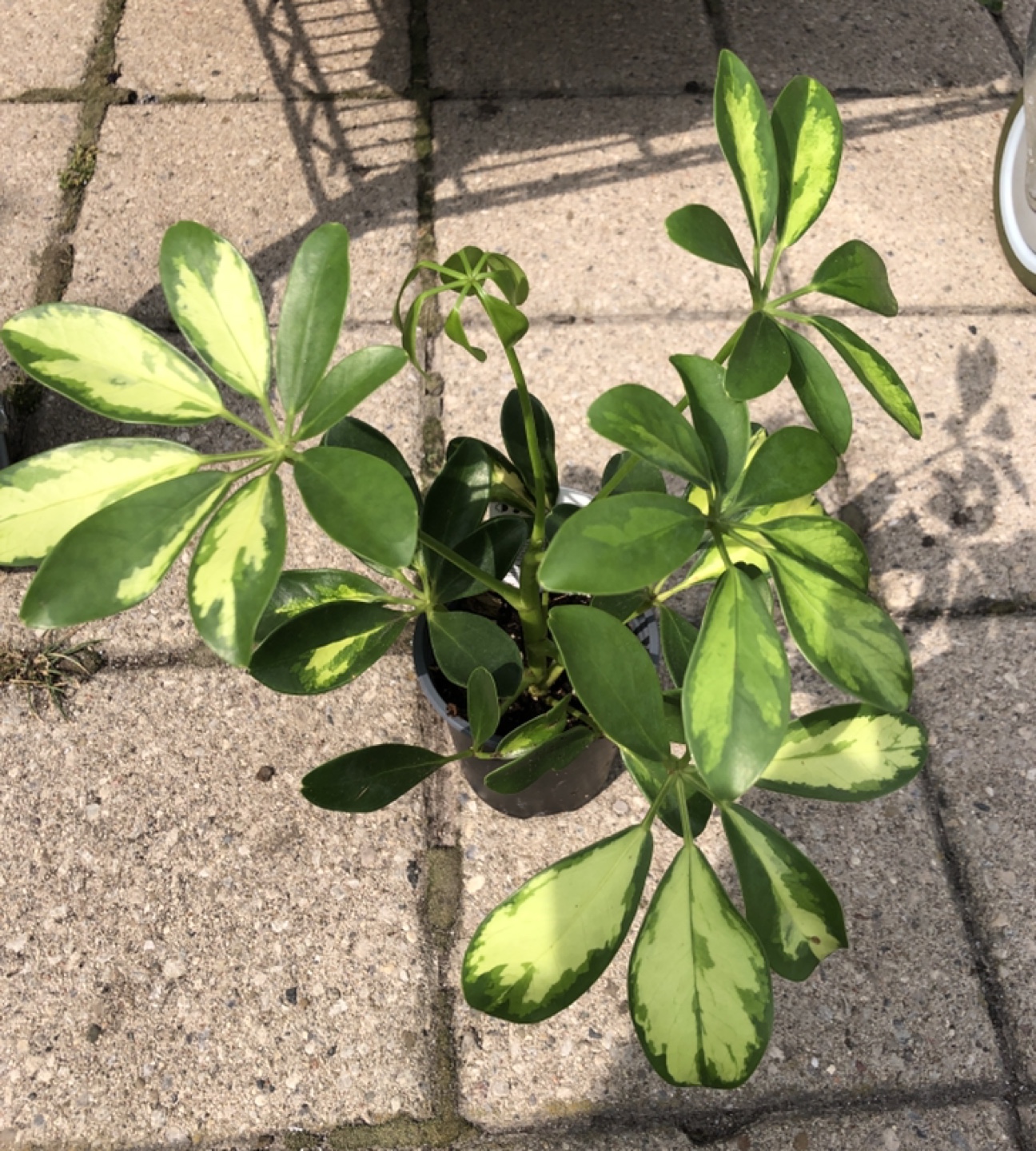 3.5” umbrella tree plant thumbnail