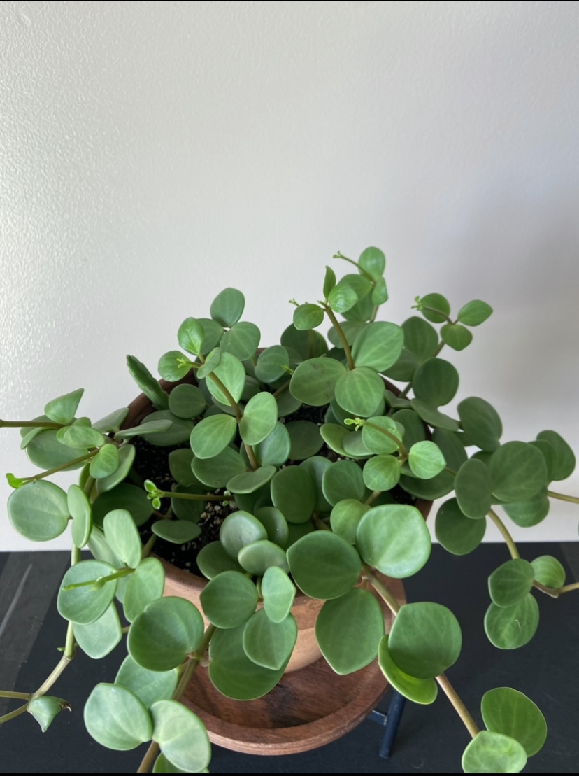 Peperomia Hope - photo 4