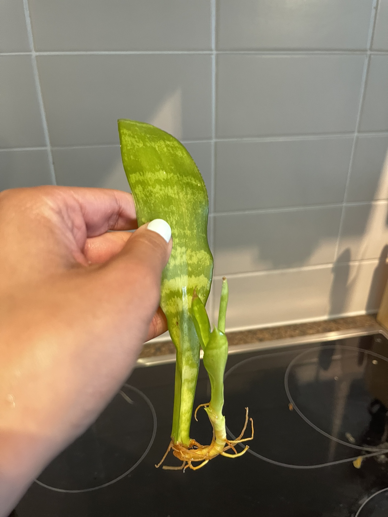 Snake plant cutting with pup image indicator(2)