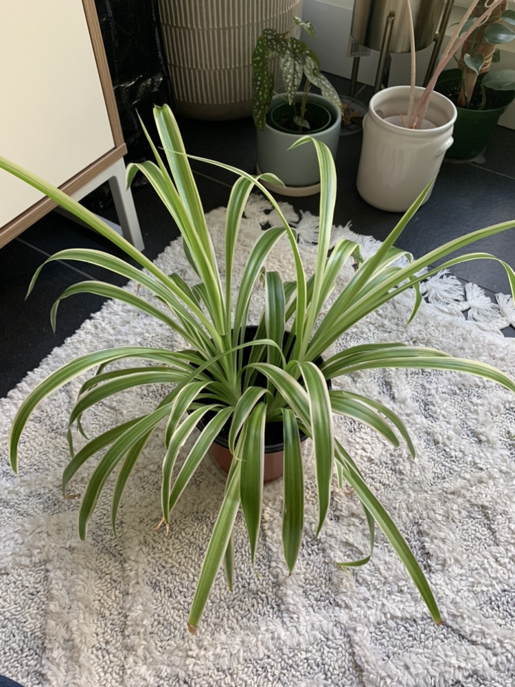 Healthy Spider plant
