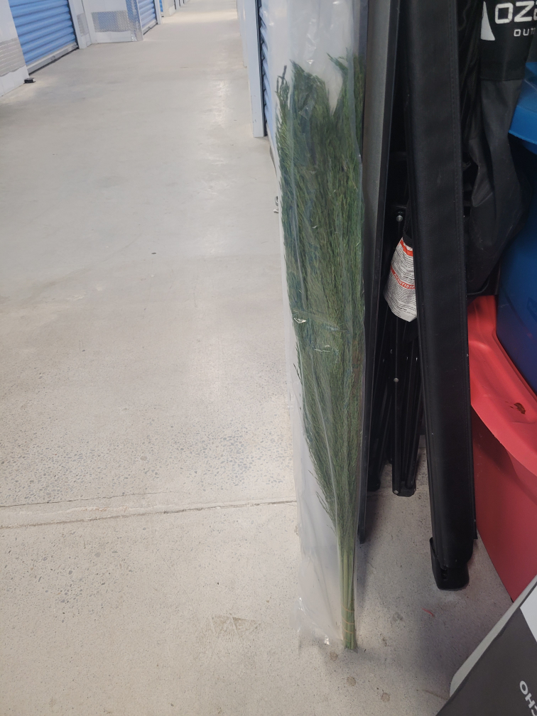 Green pompas grass image indicator(3)