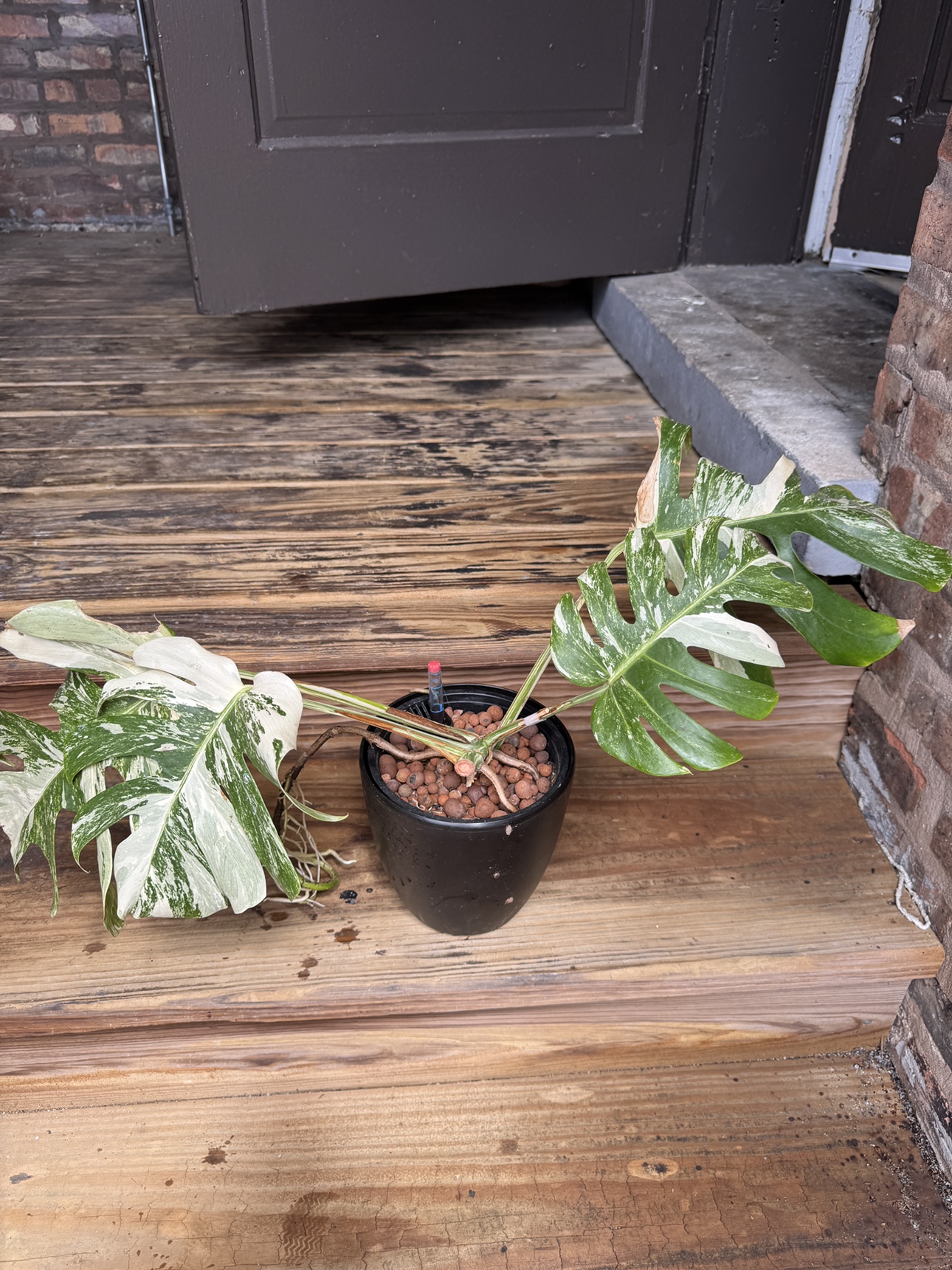 Mature Monstera Albo