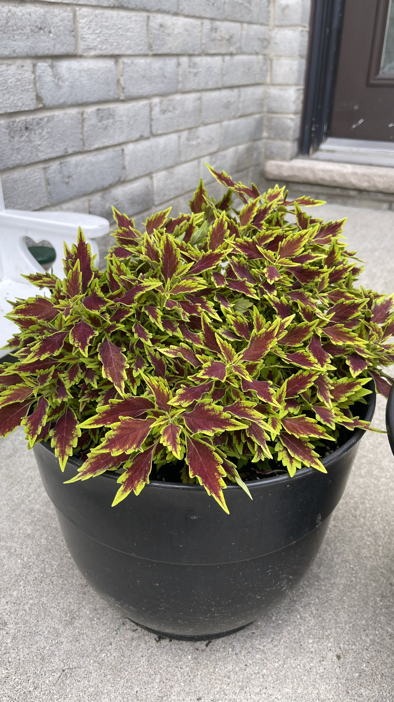 Big pot coleus plant