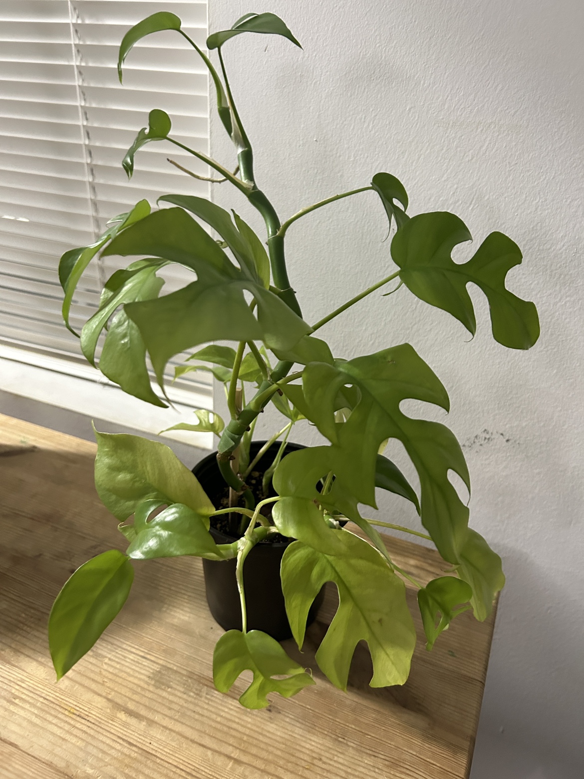 Rhaphidophora Tetrasperma (mini monstera) - photo 5