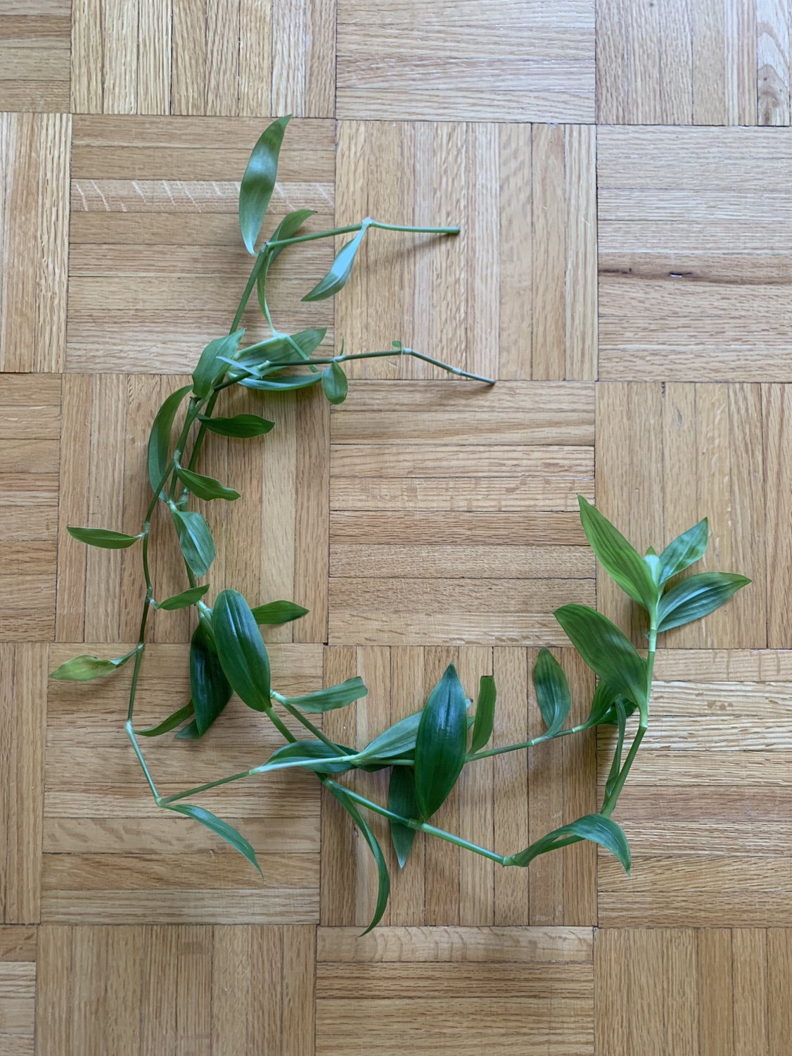Large Inch Plant Cuttings Solid Green #freecycle thumbnail