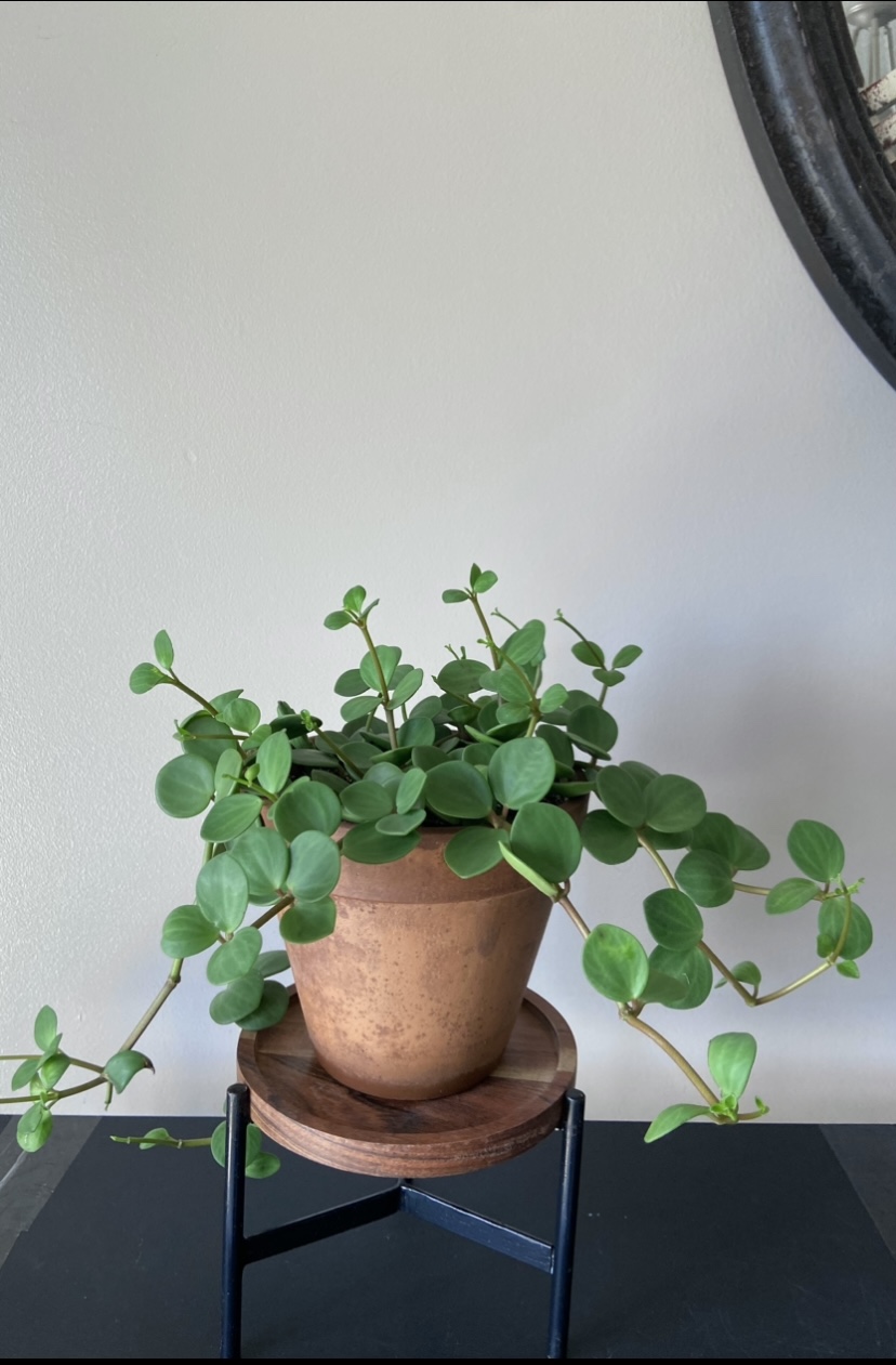 Peperomia Hope - photo 2
