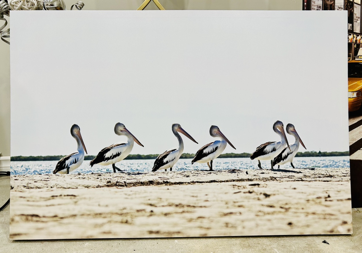 Pelican Canvas Wall Art thumbnail
