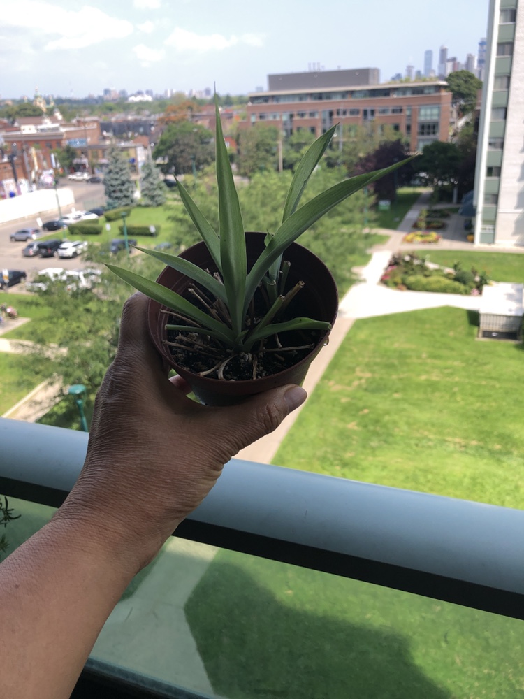 Small Plant spider #freecycle thumbnail