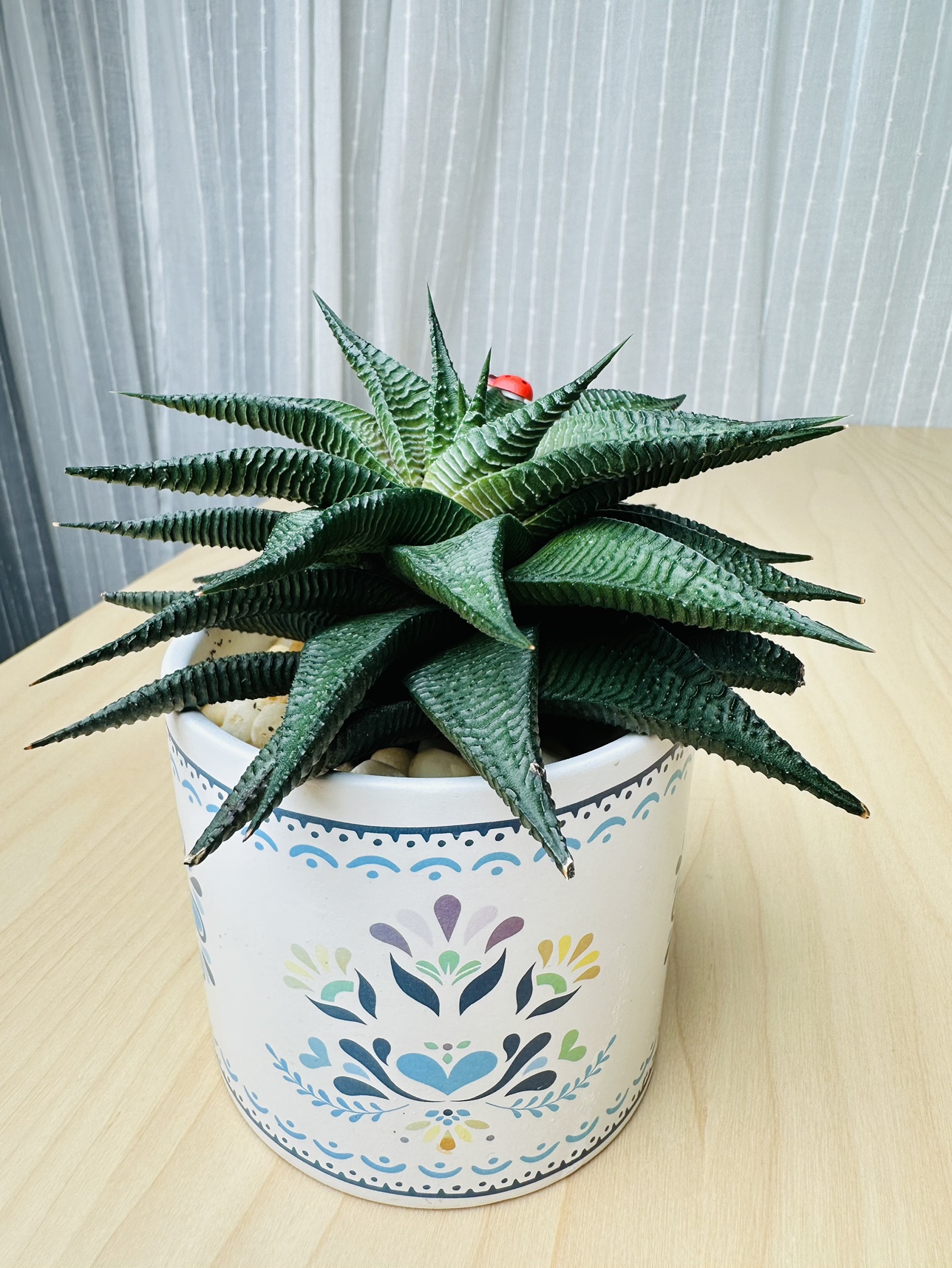 Succulent Plant image indicator(5)