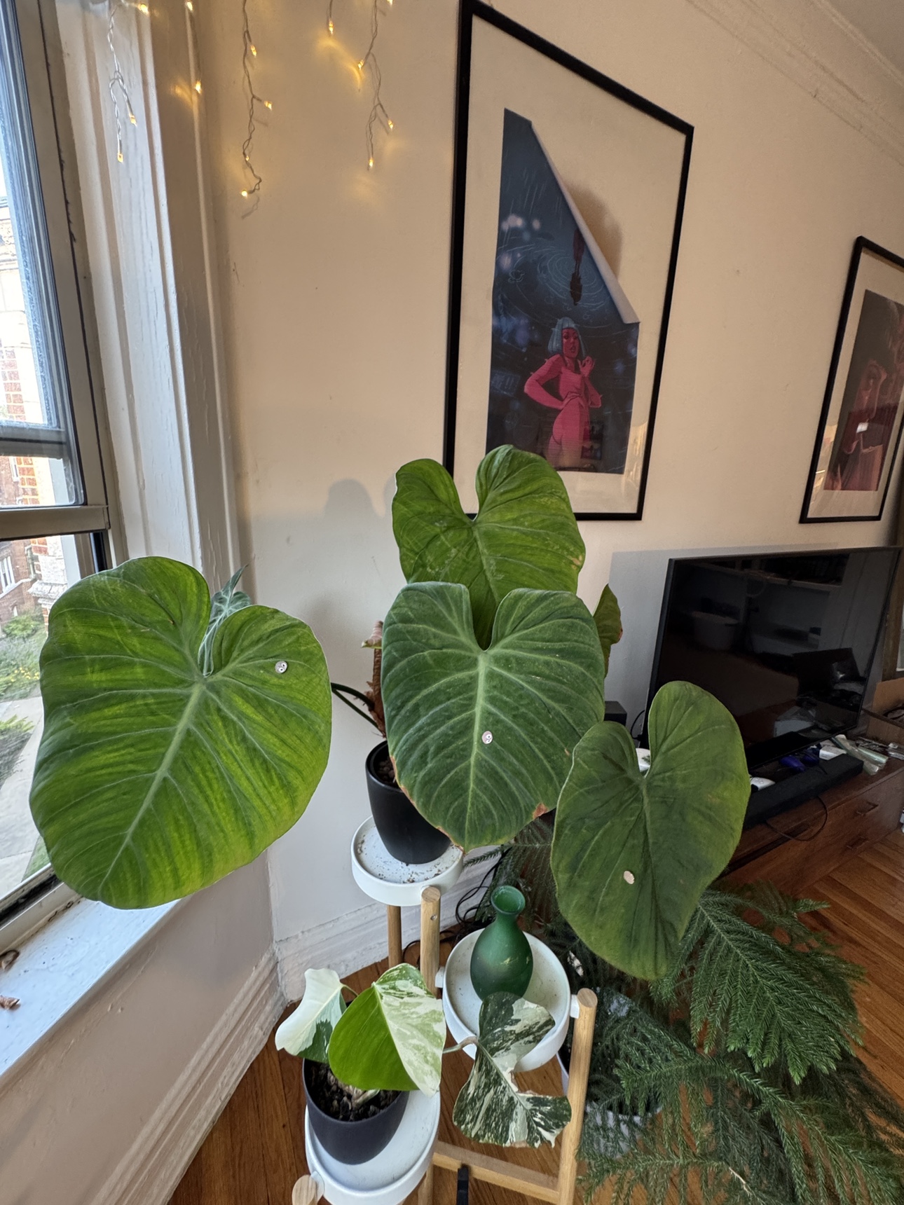 Extremely Large Philodendron El Choco Red - photo 5