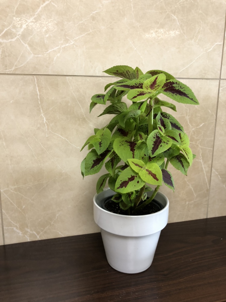4” coleus $5, add cover pot $8 thumbnail