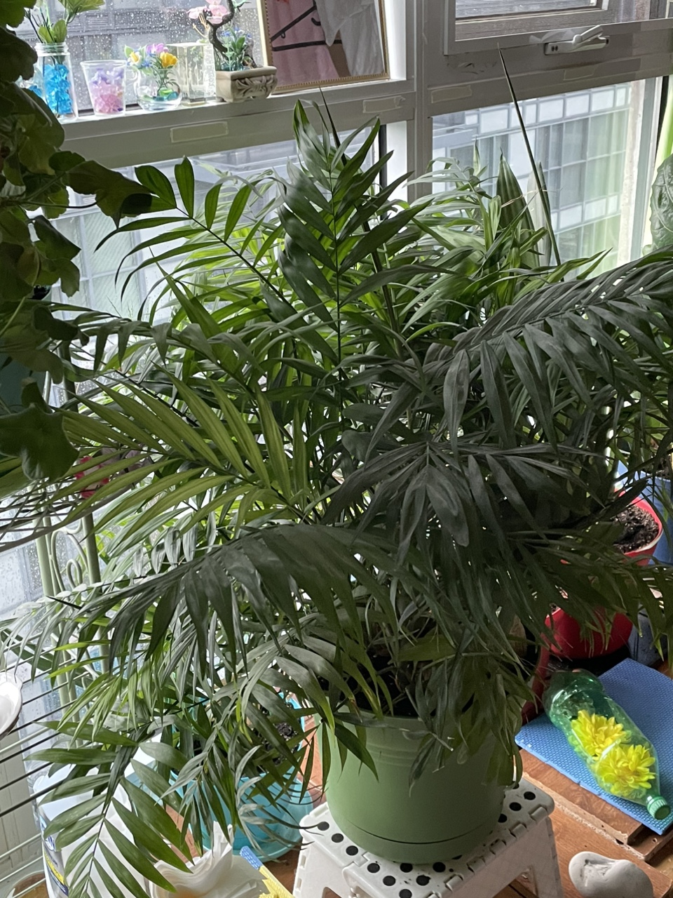 Large Indoor Palm Tree