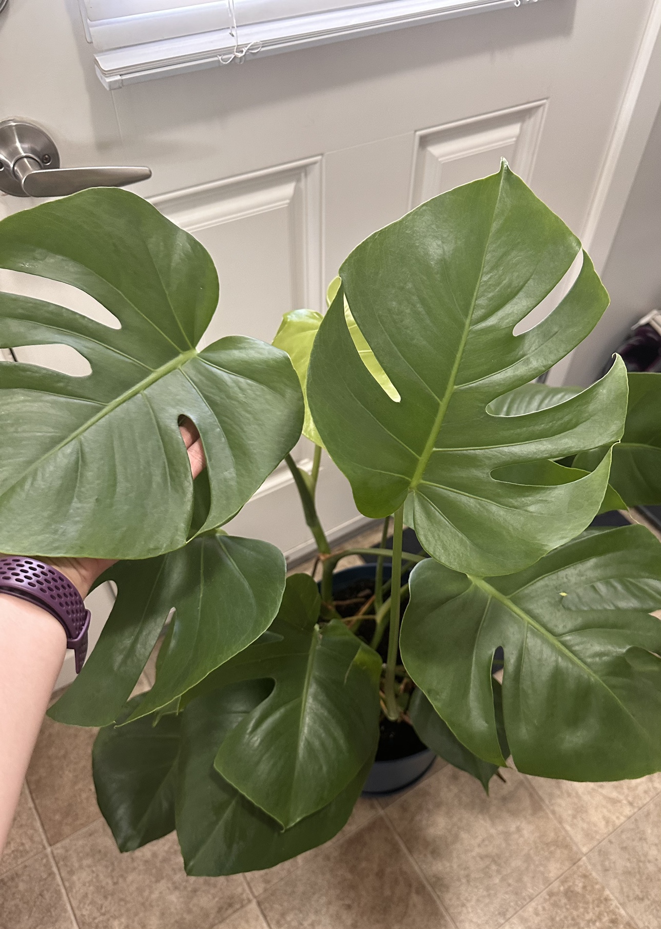 Big plant Monstera Deliciosa - photo 2