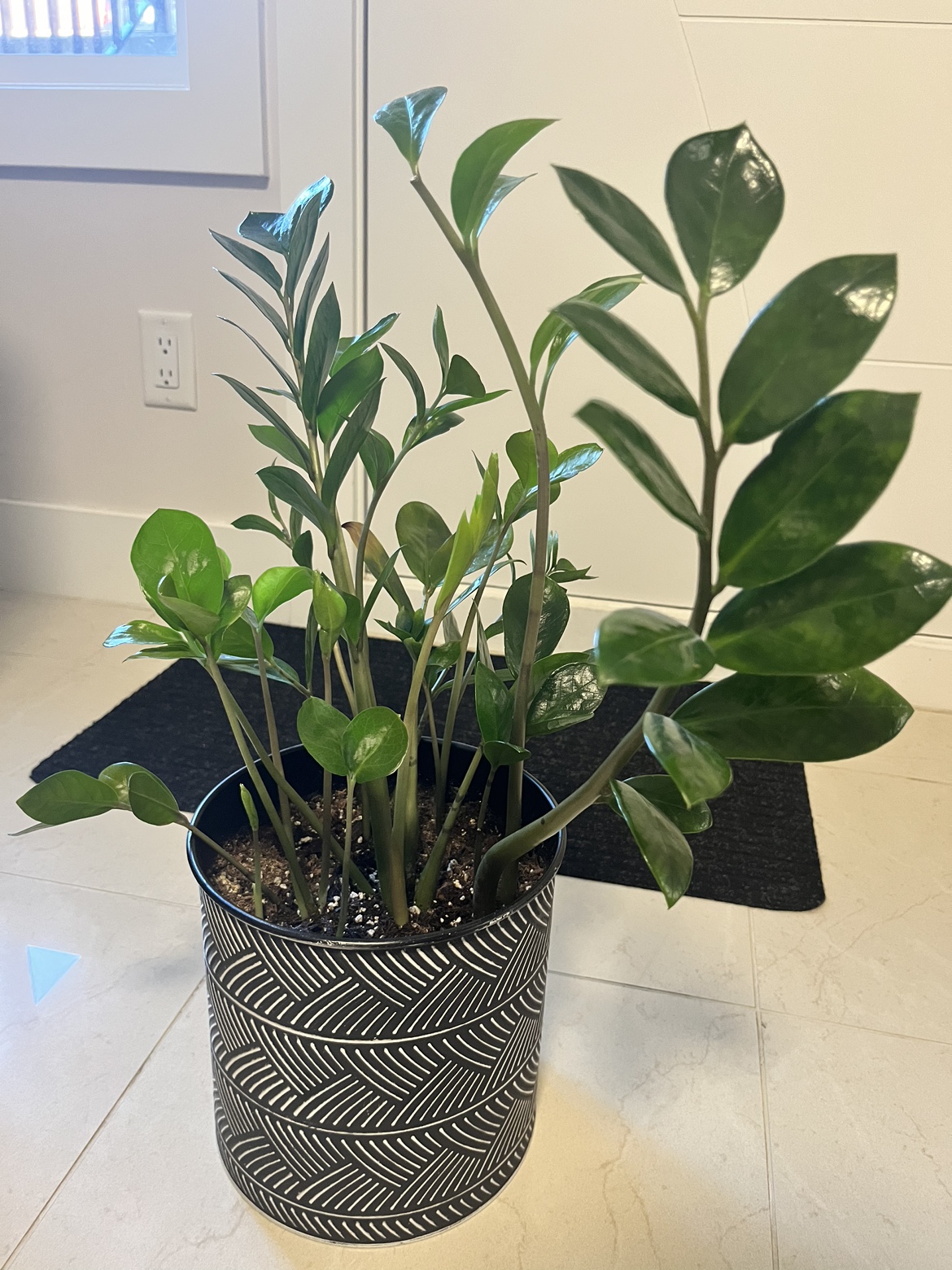 Several indoor Plants for Sale