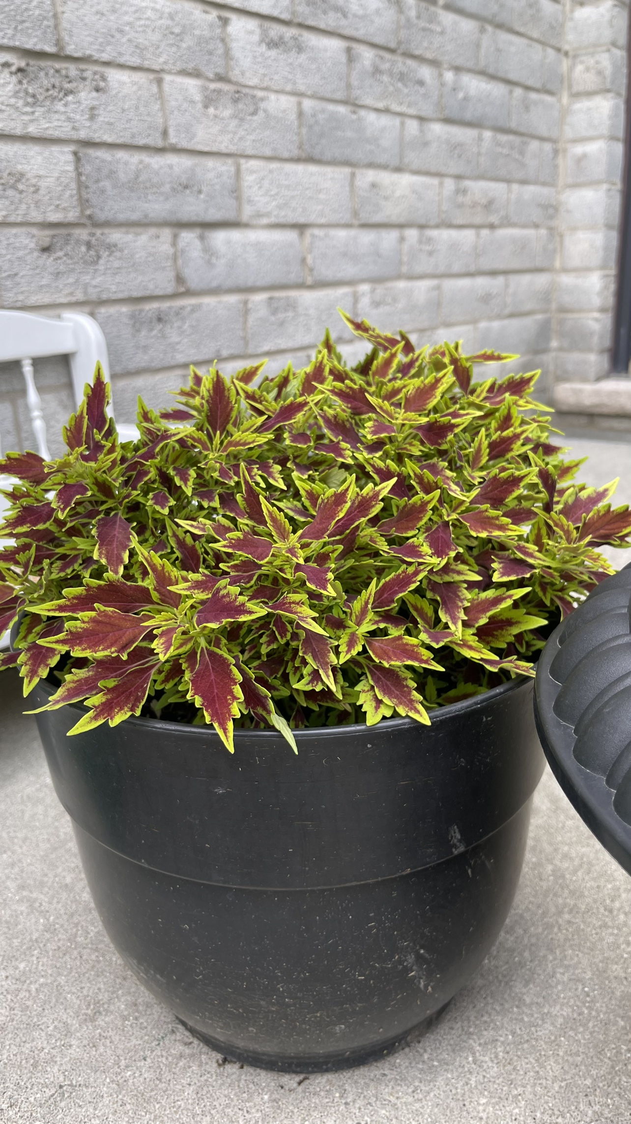 Big pot coleus plant image indicator(4)