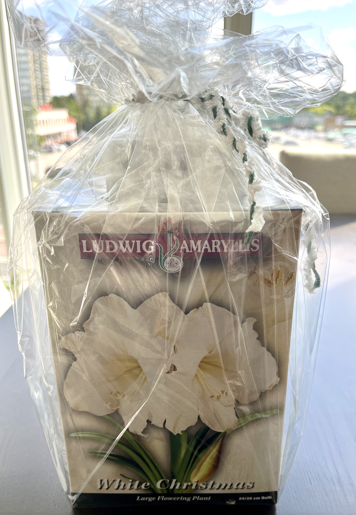 Amaryllis Bulbs gift