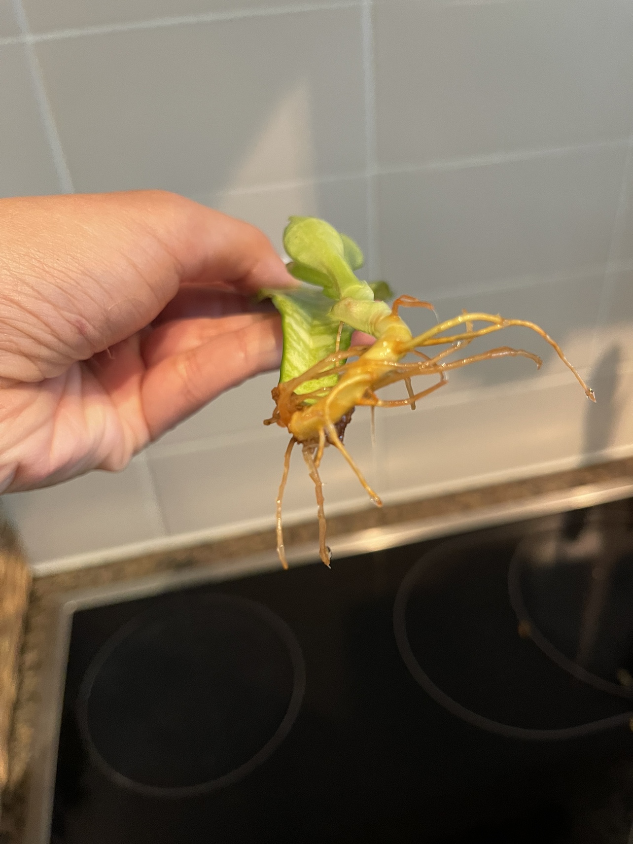 Snake plant cutting with pup image indicator(3)