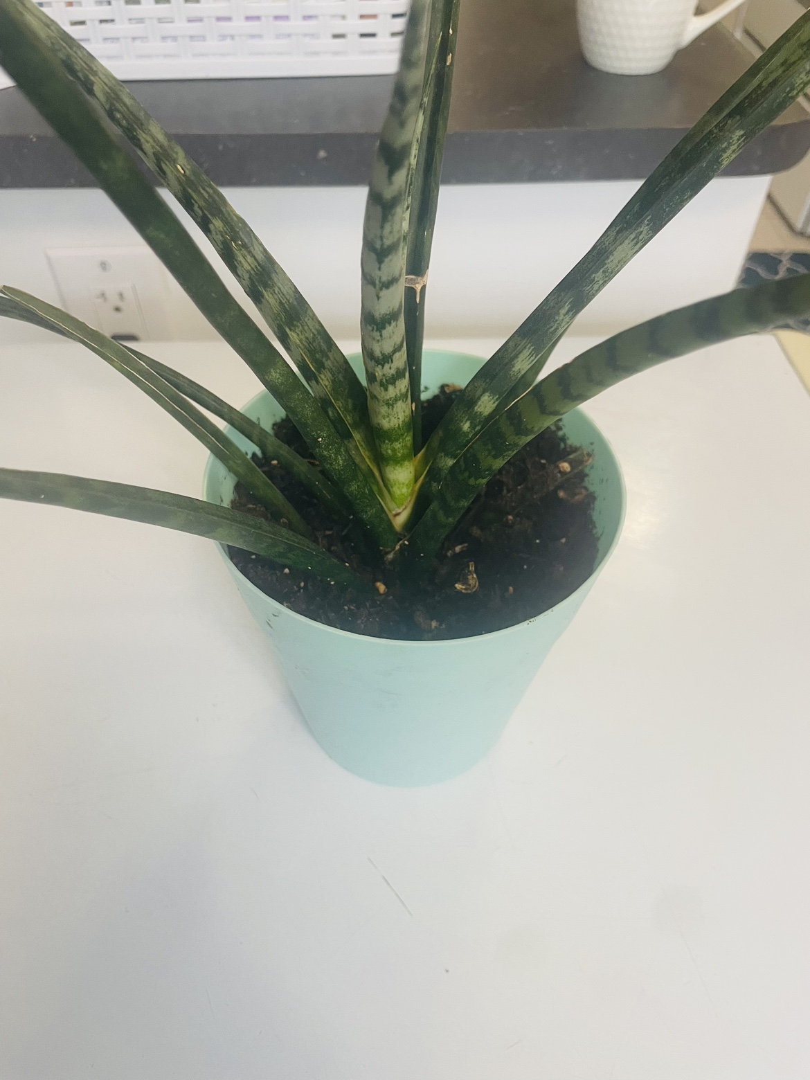 Snake plant