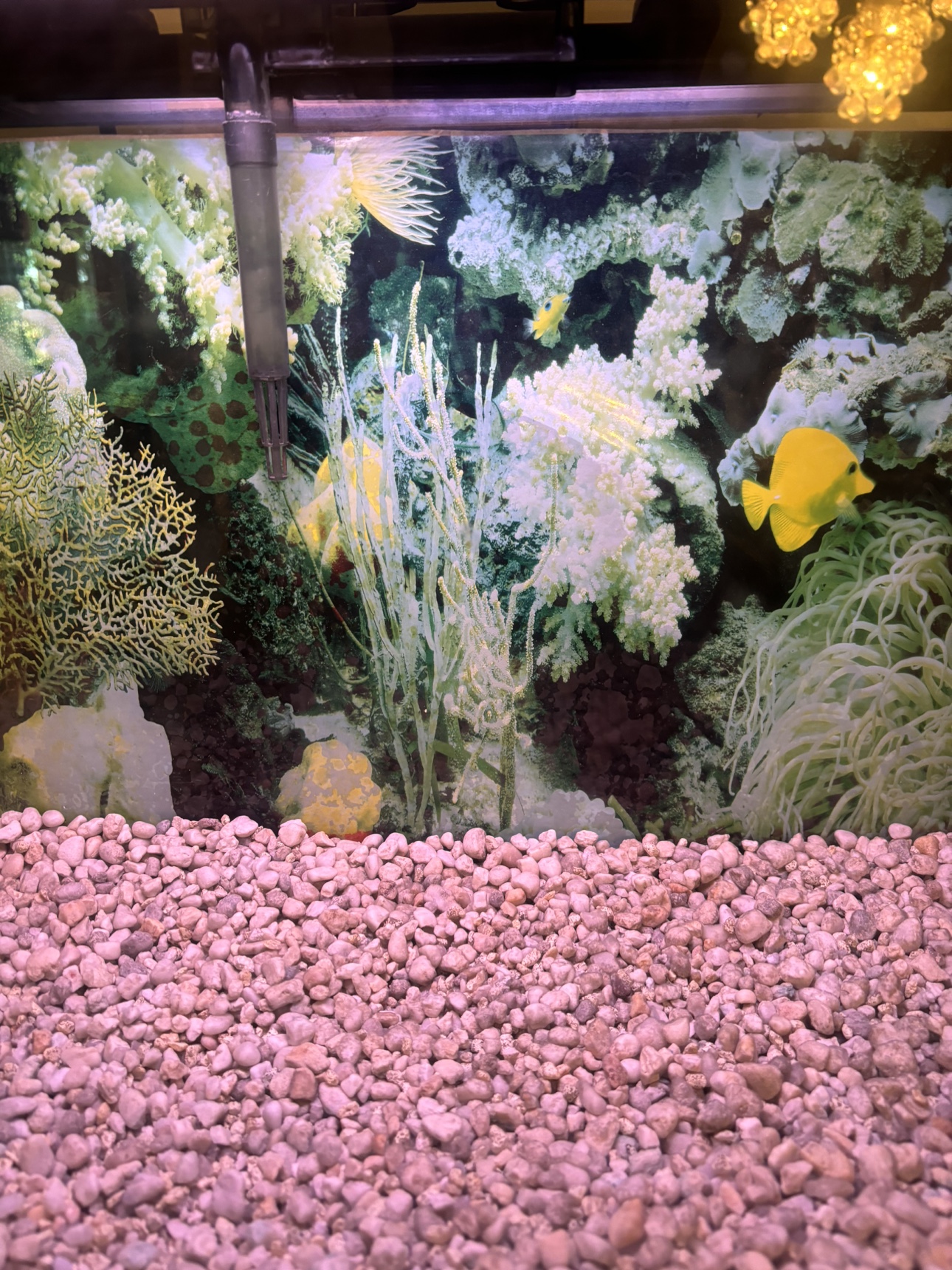 Hartz 20 gallon Fish tank image indicator(10)