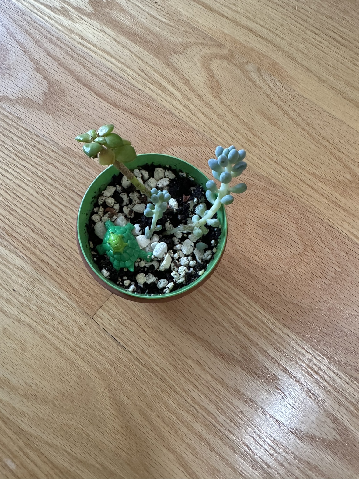 Small succulent image indicator(2)