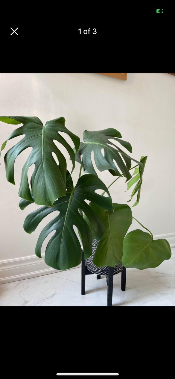 Monstera Deliciosa Plant thumbnail