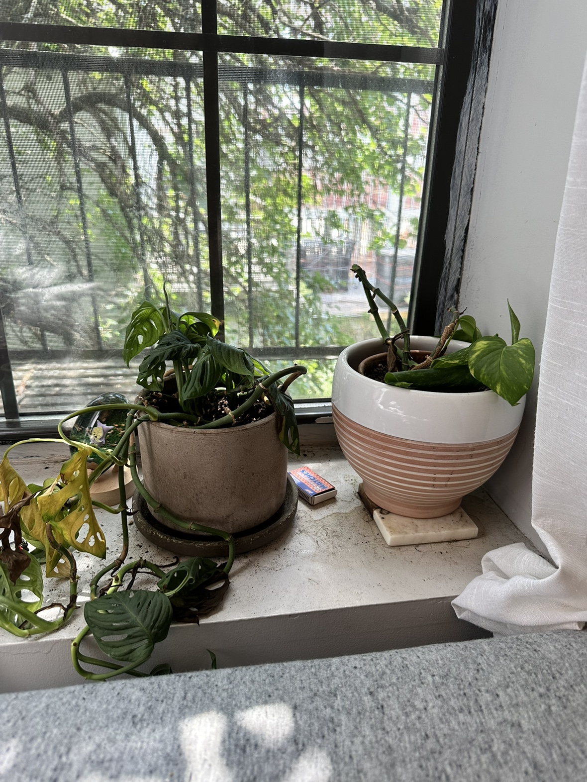 houseplants - photo 2